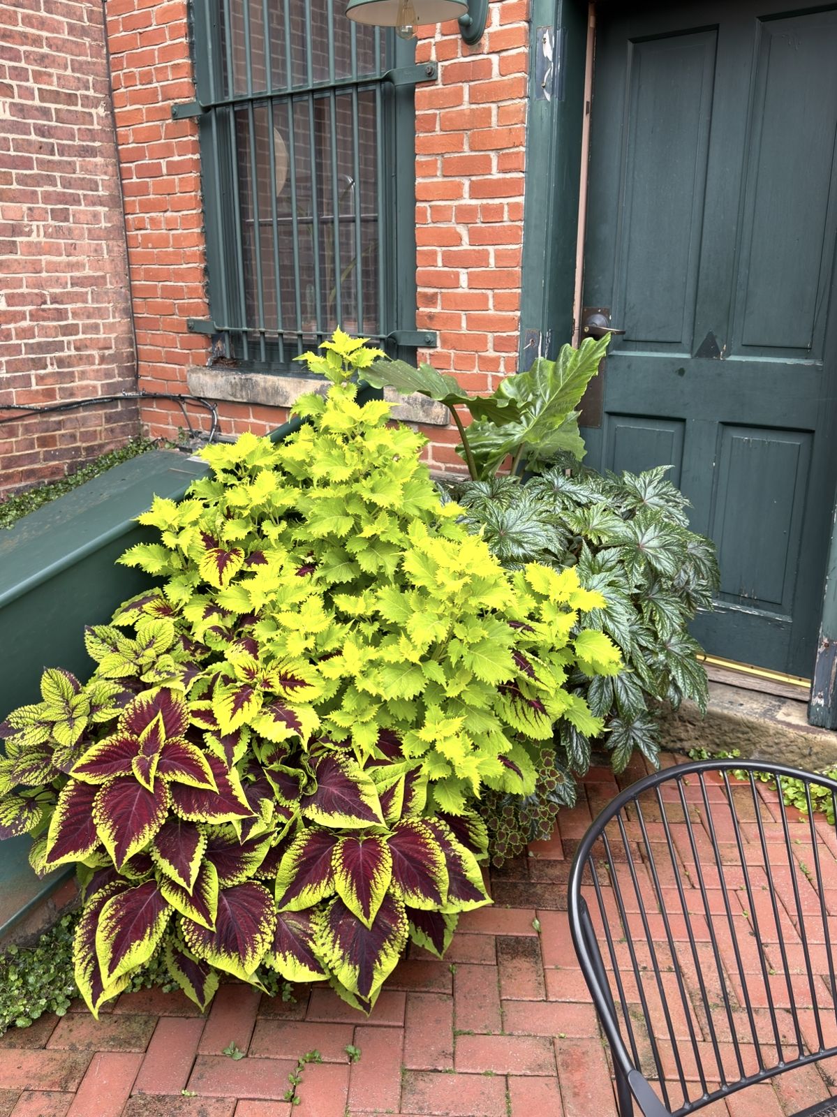 Lush coleus plants on brick pavers beside a barred window and green door